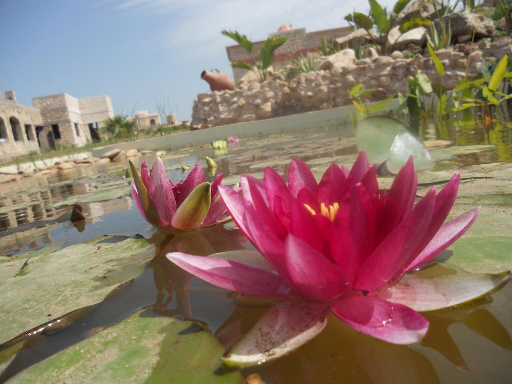Douar Noujoum Bed and Breakfast Essaouira Buitenkant foto